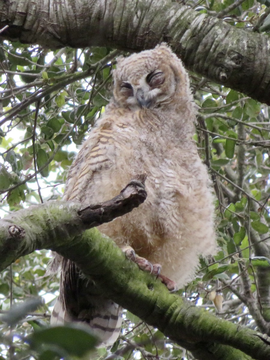 Great Horned Owl - ML656855522