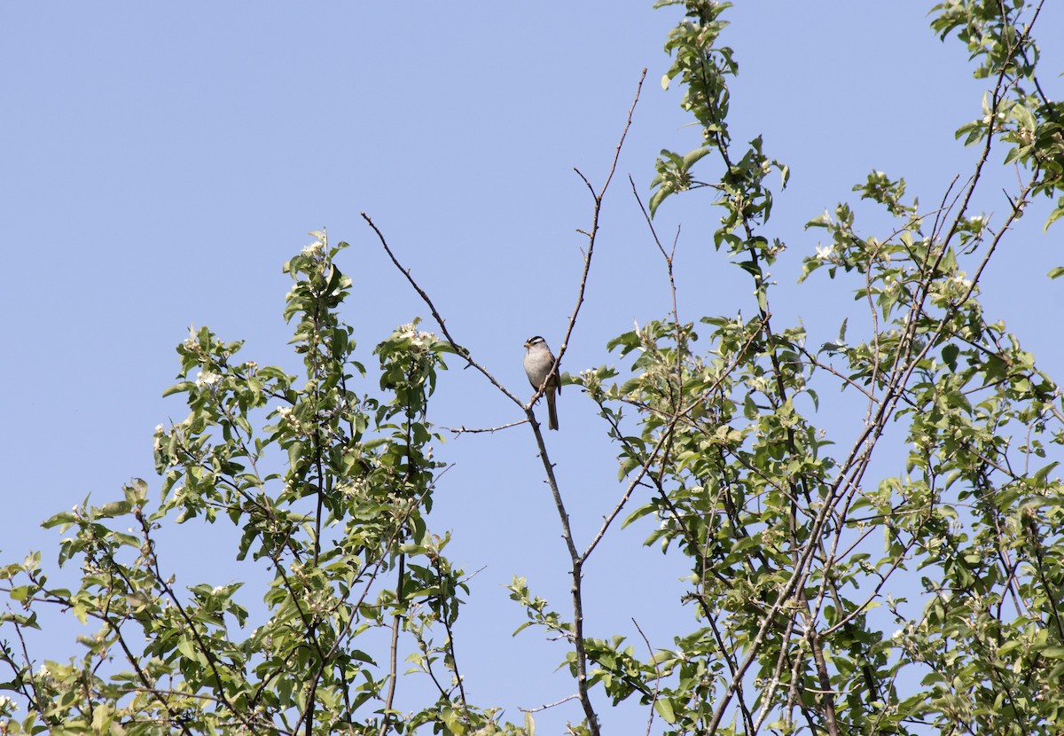 Бруант білобровий - ML656855560
