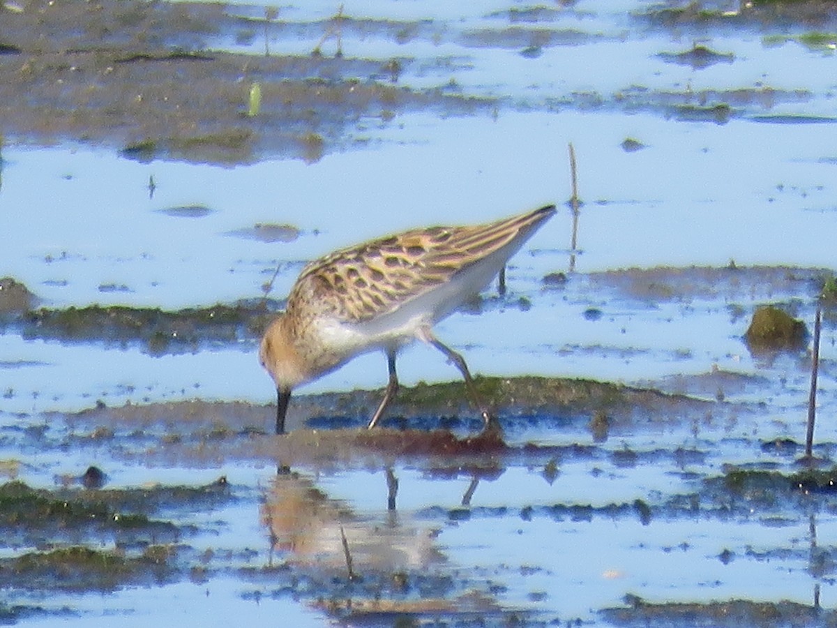 Little Stint - ML65685561