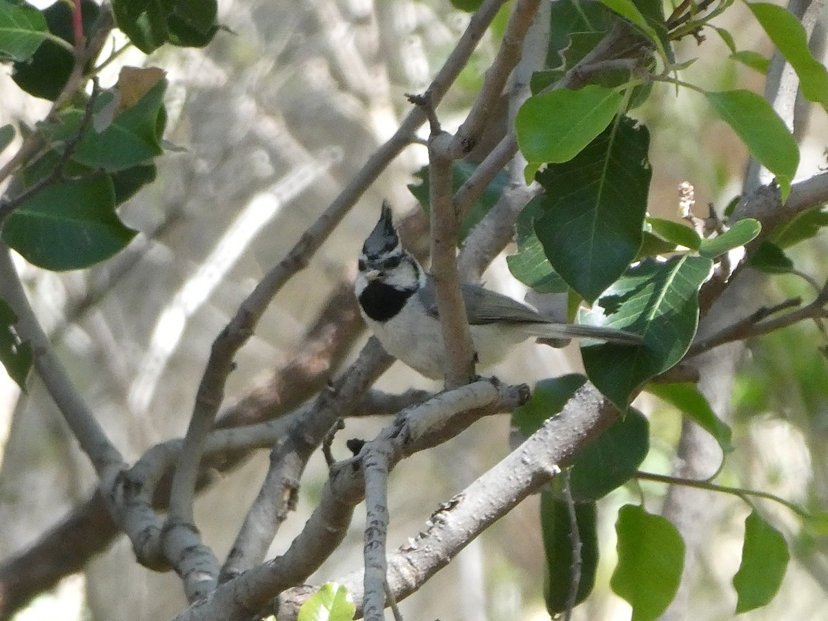 Bridled Titmouse - ML656855640