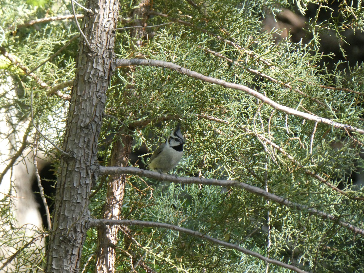 Bridled Titmouse - ML656855707