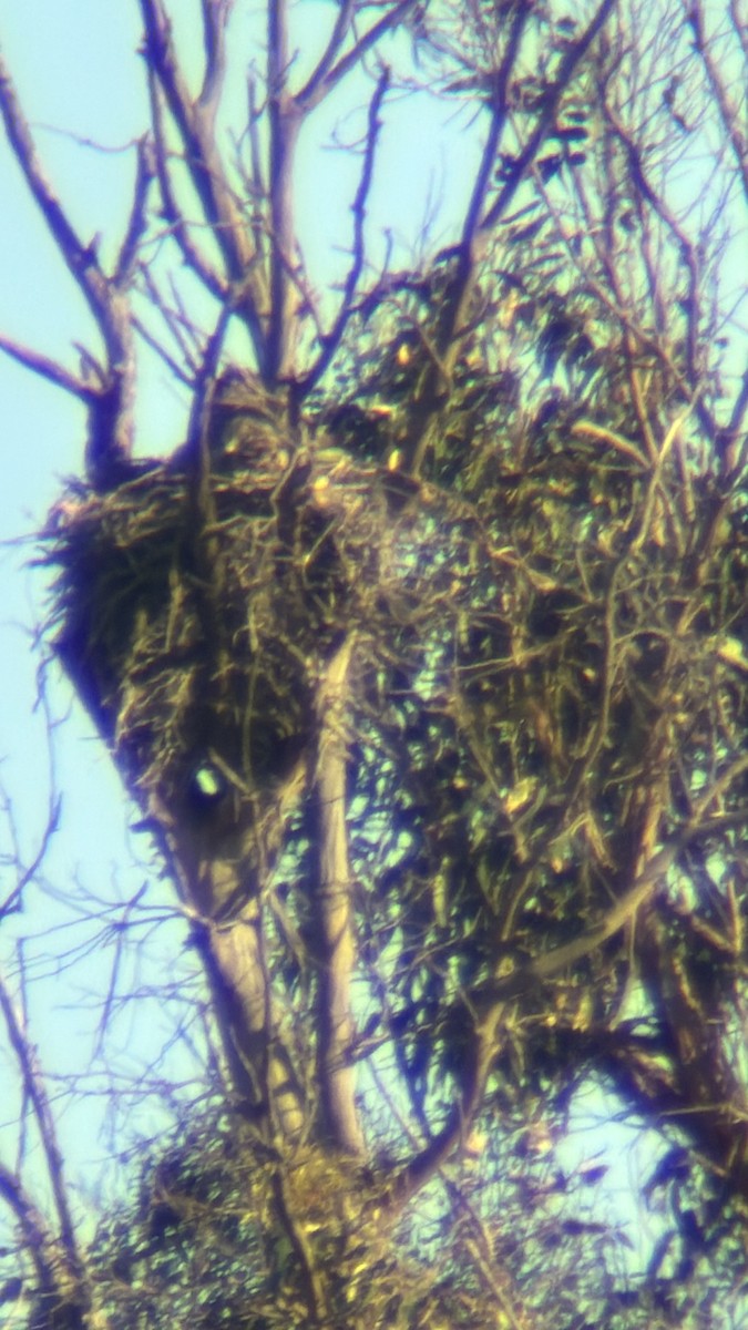 Great Horned Owl - ML656855730