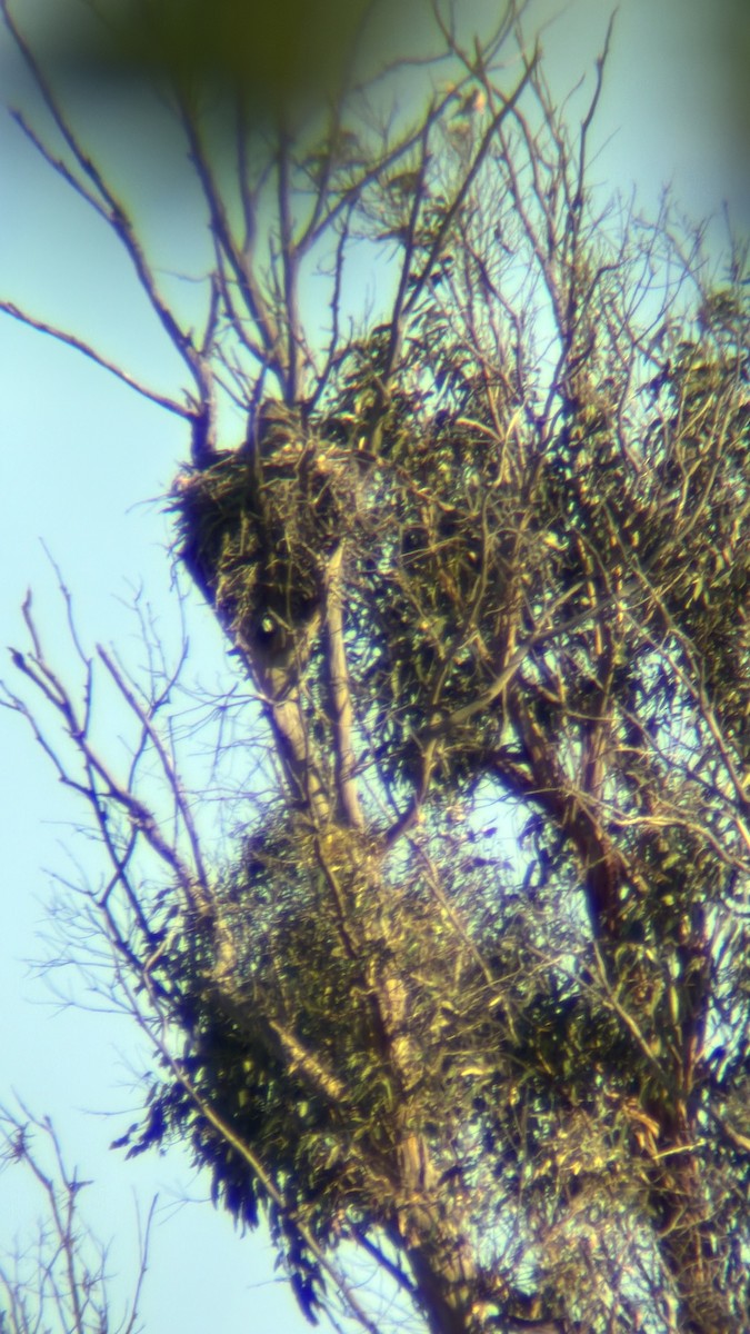 Great Horned Owl - ML656855731
