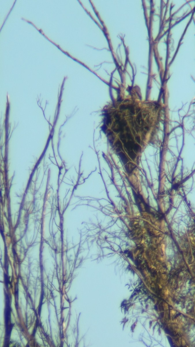 Great Horned Owl - ML656855732