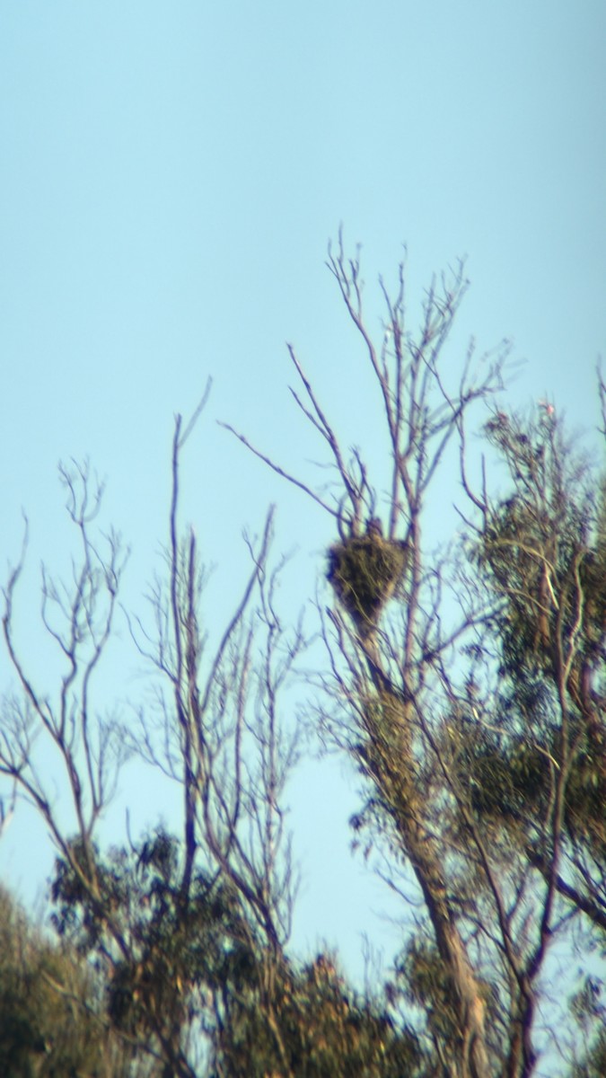 Great Horned Owl - ML656855733