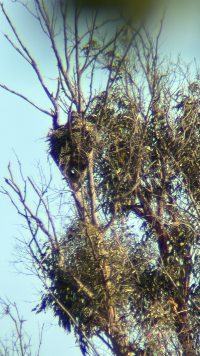 Great Horned Owl - ML656855734