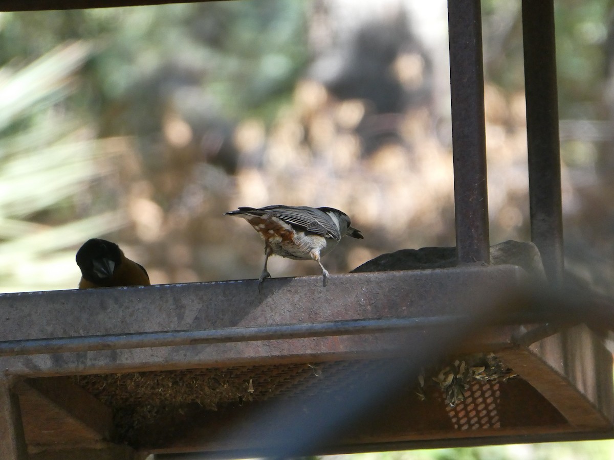 White-breasted Nuthatch - ML656855736