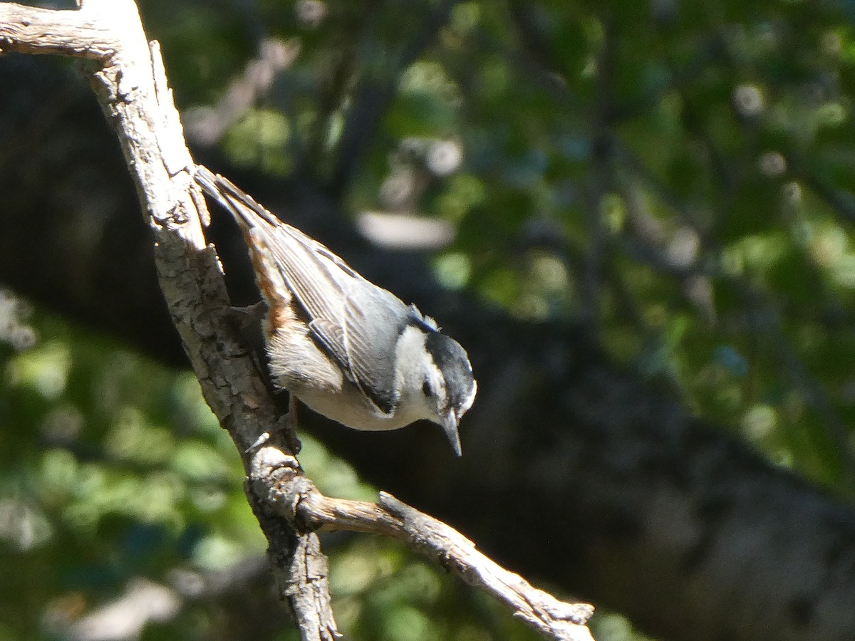 White-breasted Nuthatch - ML656855746
