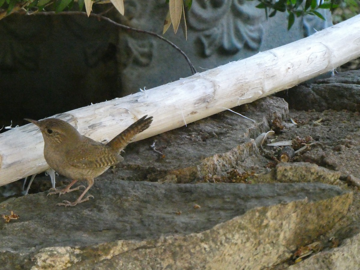Northern House Wren - ML656855764