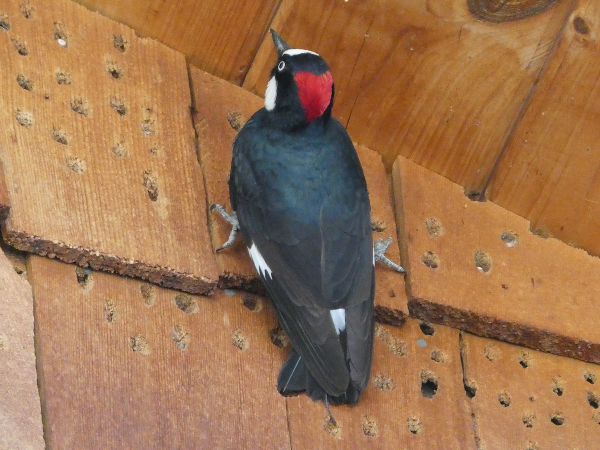 Acorn Woodpecker - ML656855785