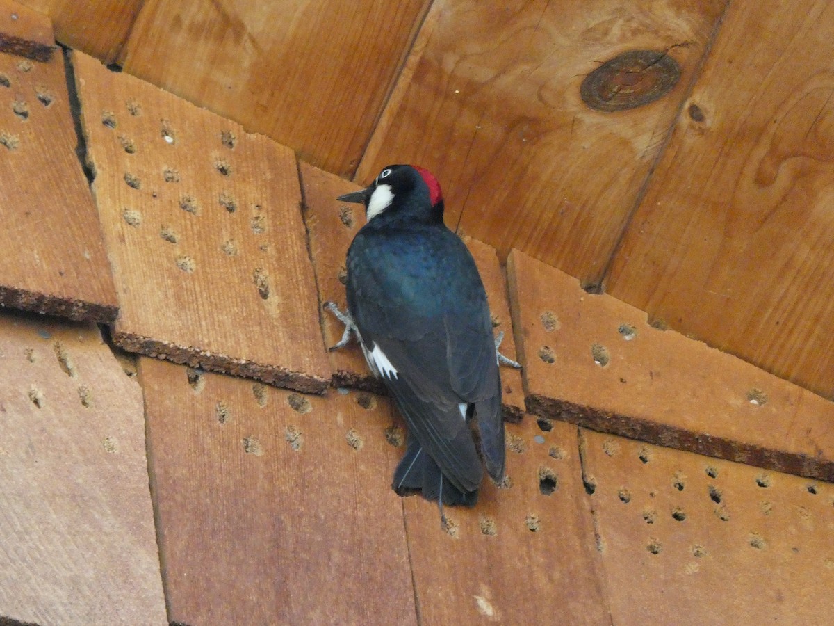 Acorn Woodpecker - ML656855786