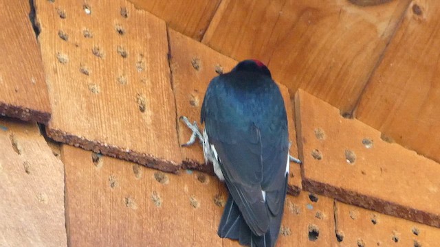 Acorn Woodpecker - ML656855787