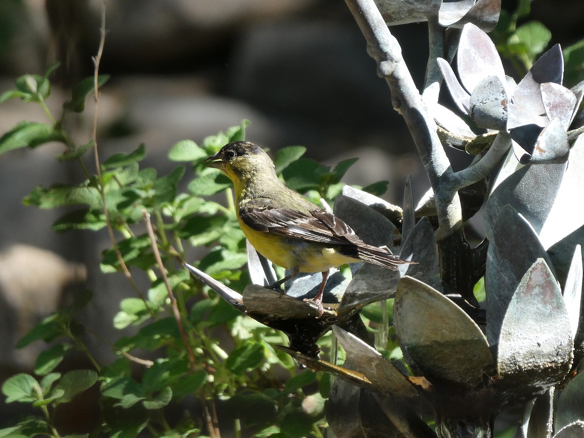 Lesser Goldfinch - ML656855823