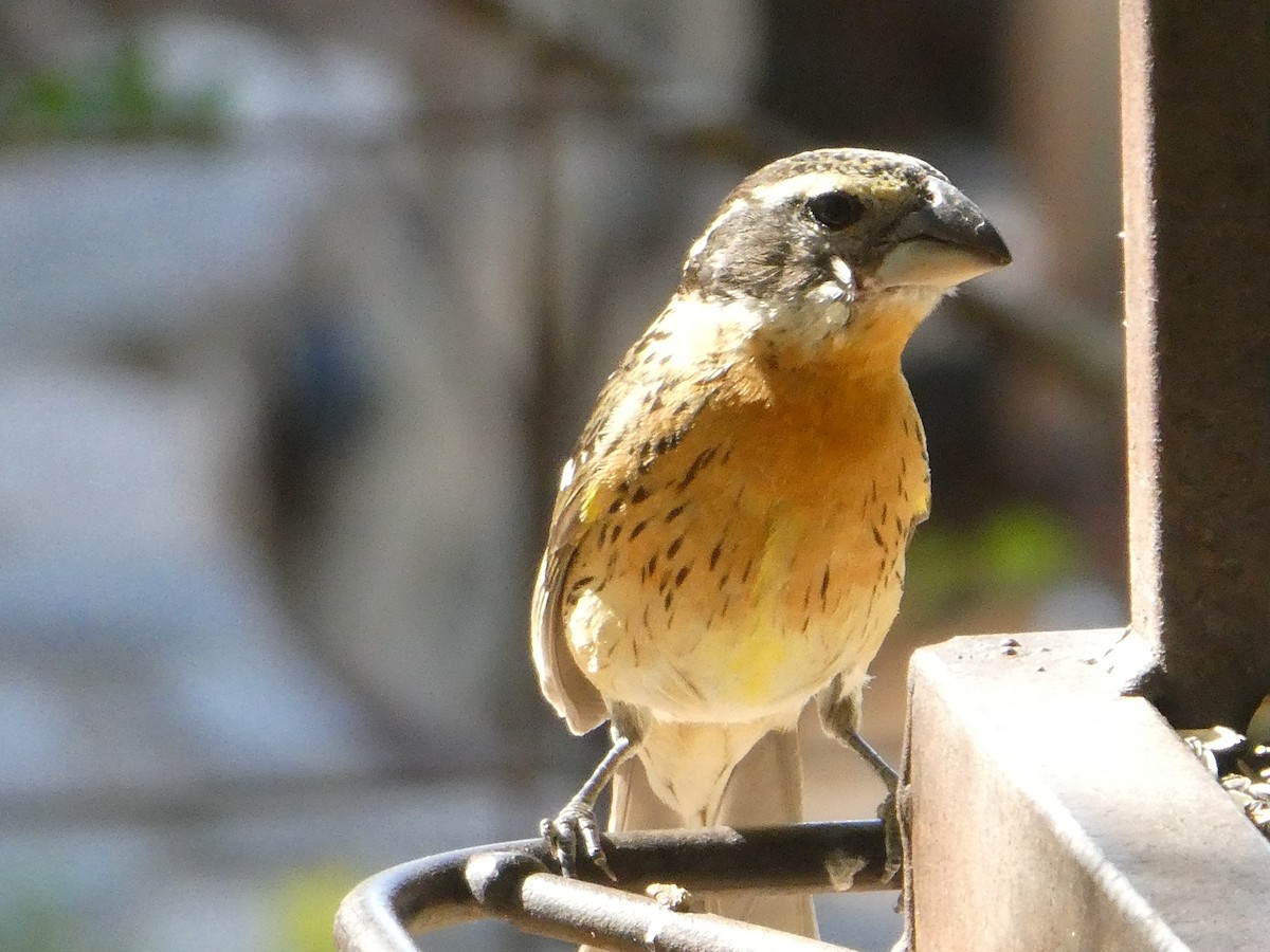 Black-headed Grosbeak - ML656855880