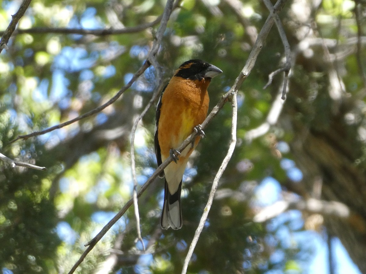 Black-headed Grosbeak - ML656855881
