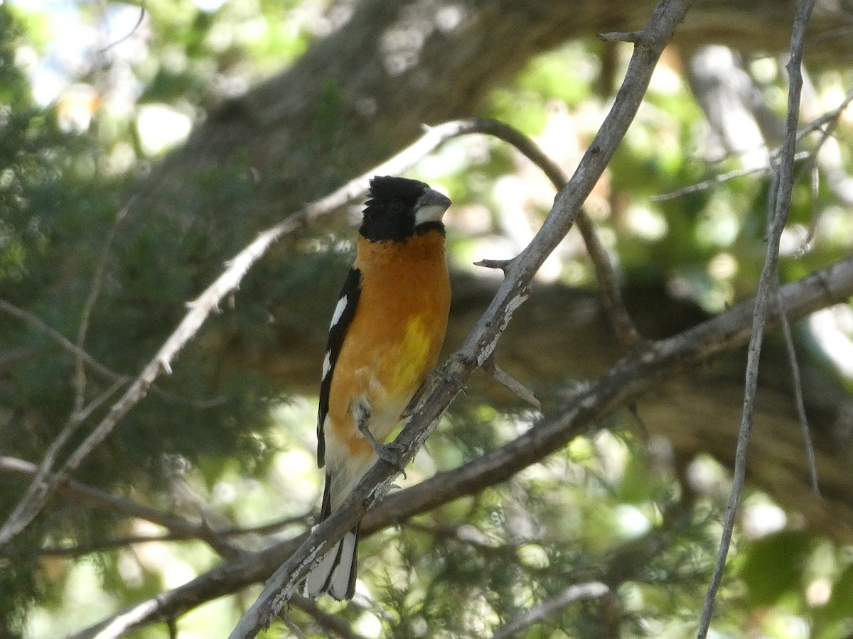 Black-headed Grosbeak - ML656855882