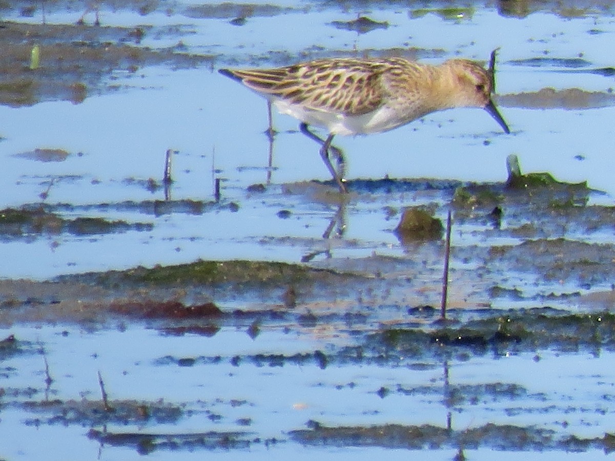 Little Stint - ML65685621