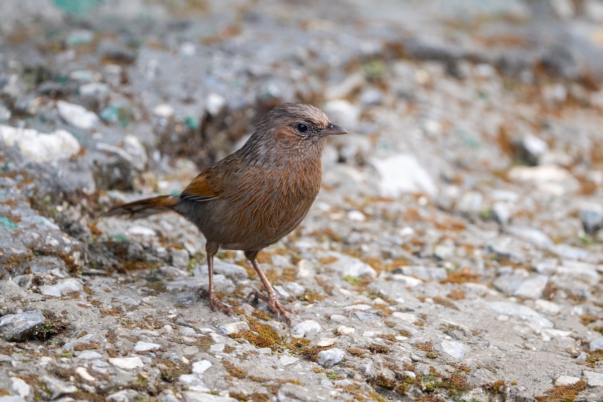 Streaked Laughingthrush - ML656856571