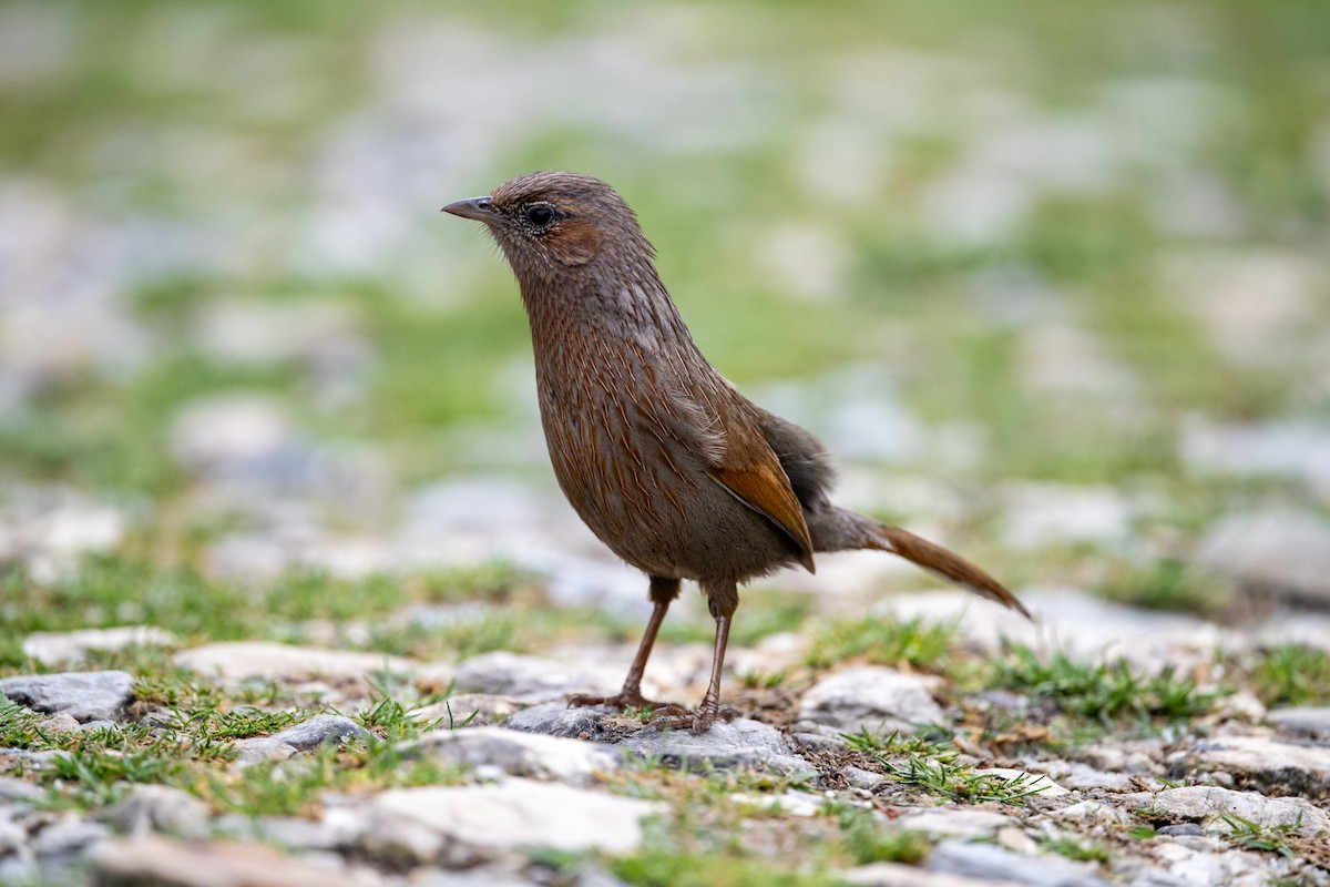 Streaked Laughingthrush - ML656856572