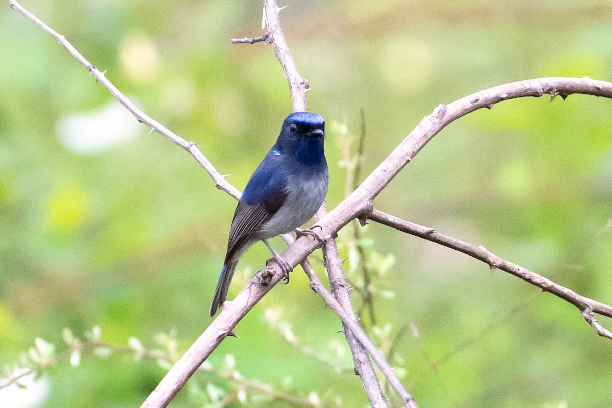 Small Niltava - ML656856593