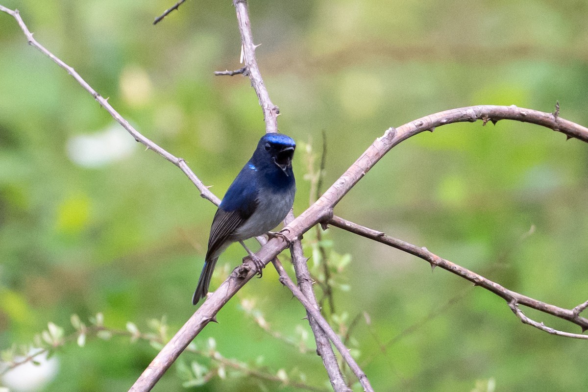Small Niltava - ML656856594