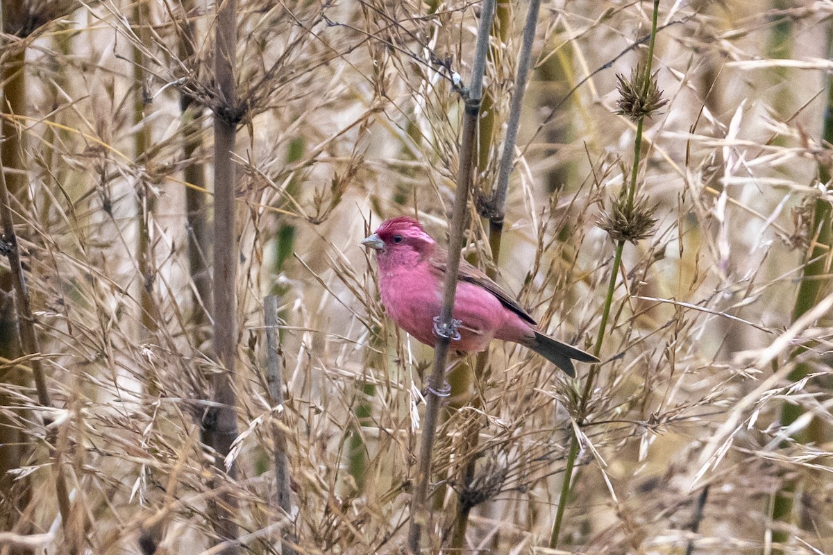 Pink-browed Rosefinch - ML656856626