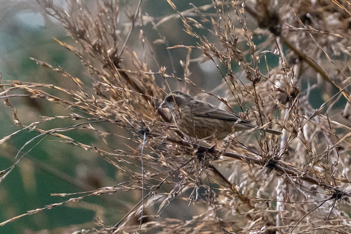 Pink-browed Rosefinch - ML656856627