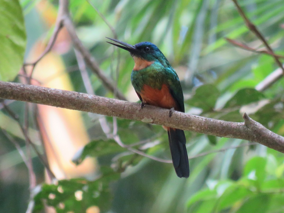 Green-tailed Jacamar - ML65685671