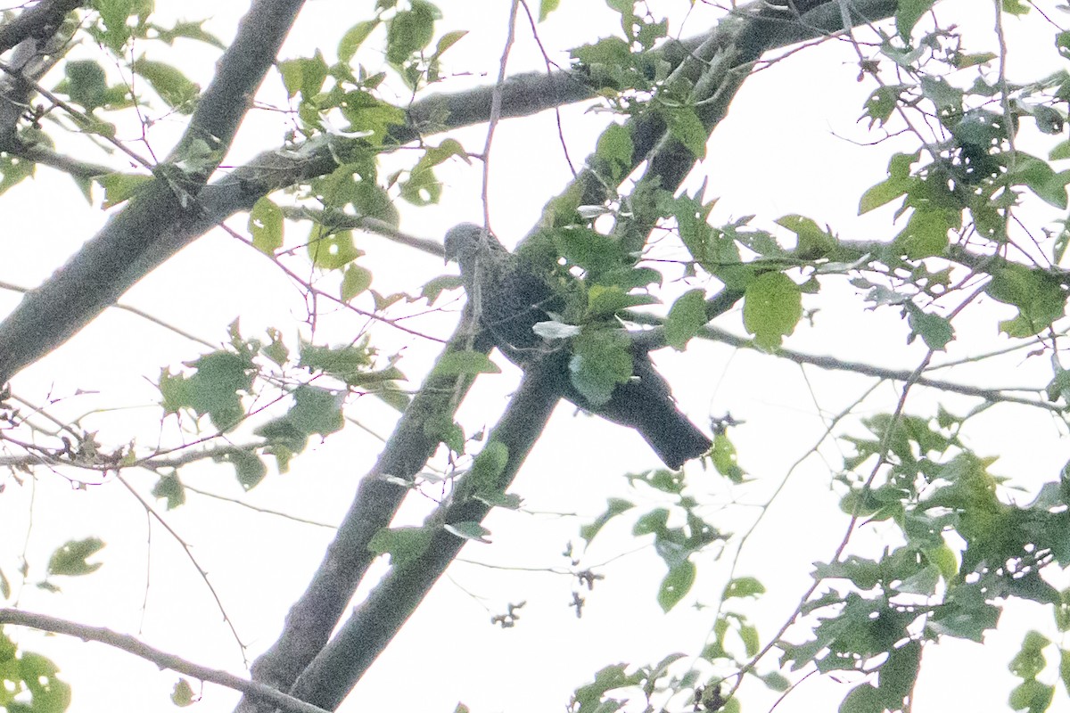 Speckled Wood-Pigeon - ML656856712