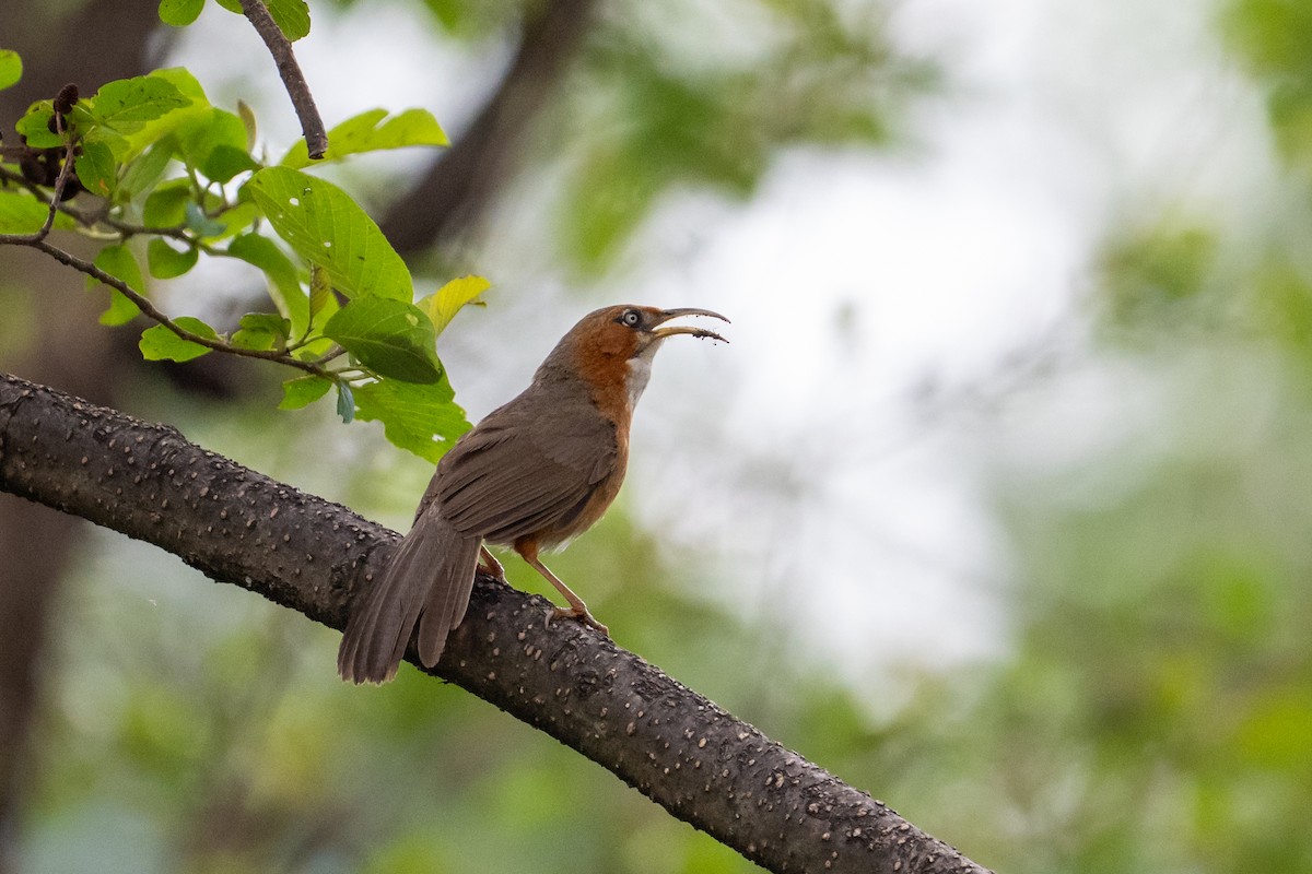 Rusty-cheeked Scimitar-Babbler - ML656856727