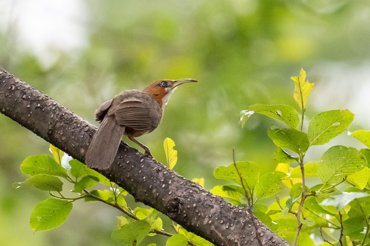 Rusty-cheeked Scimitar-Babbler - ML656856728