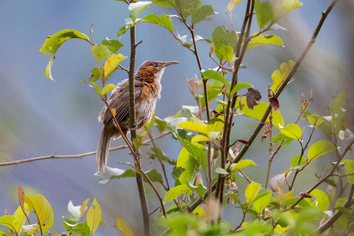 Rusty-cheeked Scimitar-Babbler - ML656856729