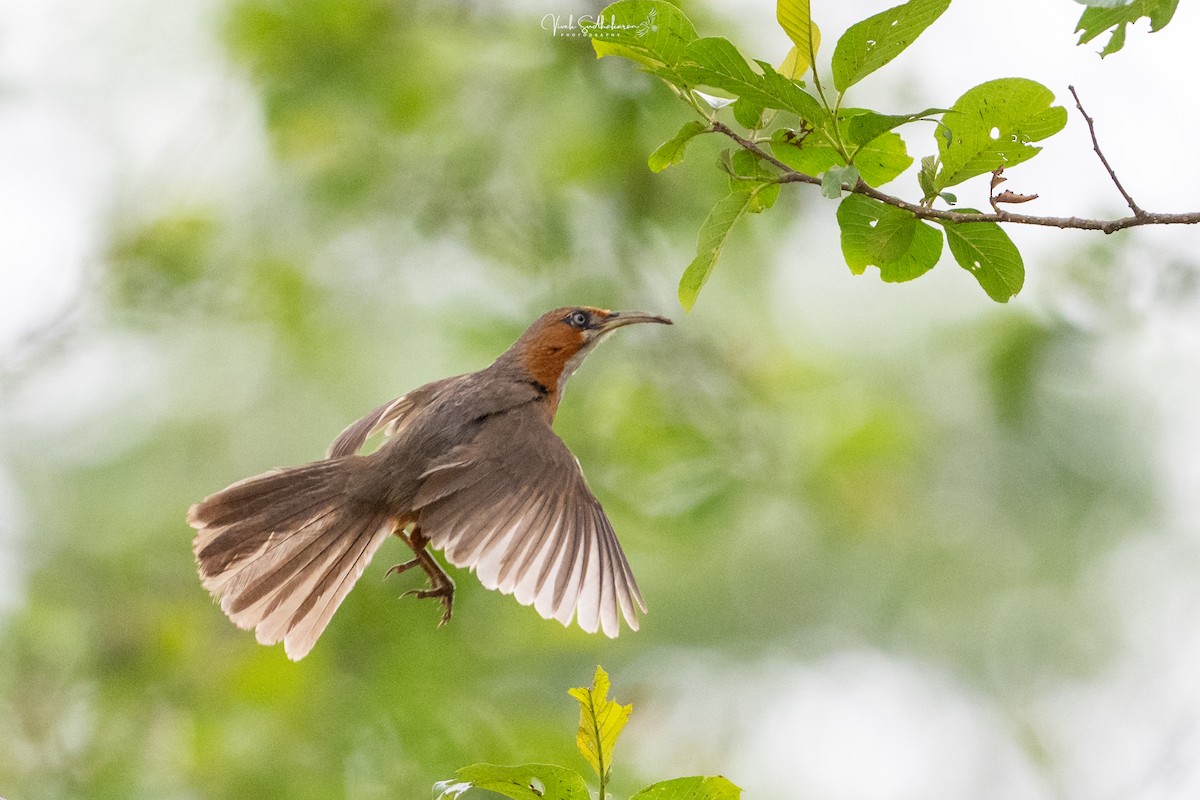 Rusty-cheeked Scimitar-Babbler - ML656856731