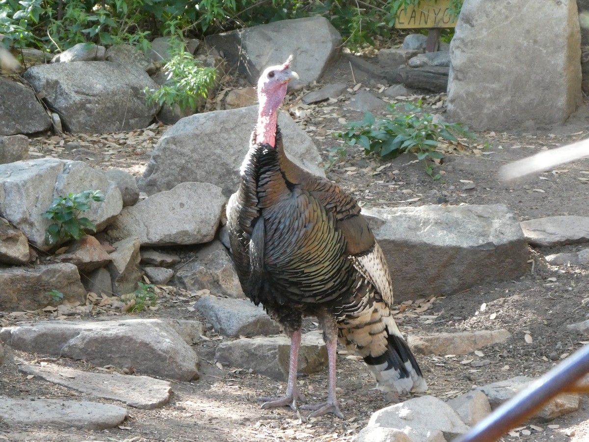 Wild Turkey - ML656856808