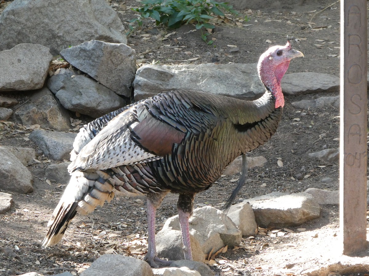 Wild Turkey - ML656856809