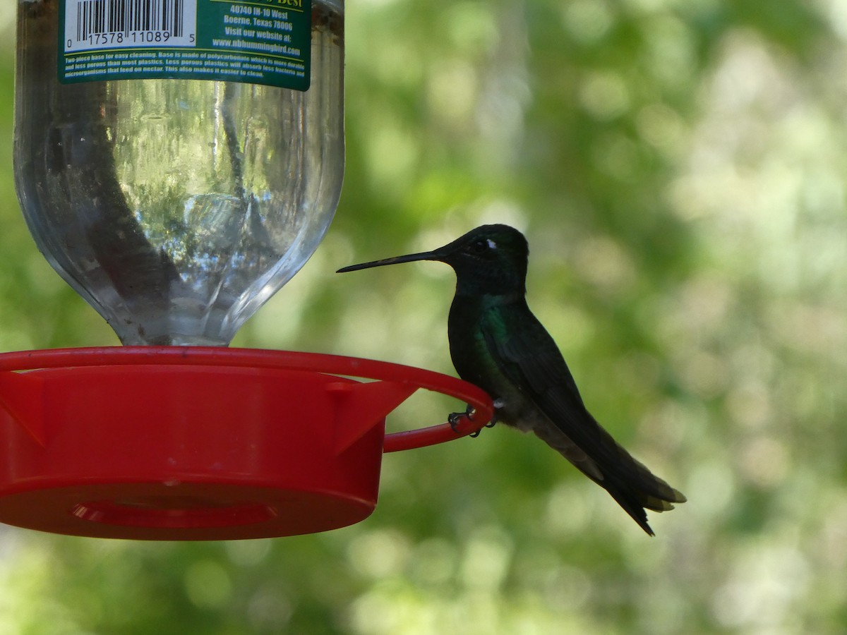 Rivoli's Hummingbird - ML656856810
