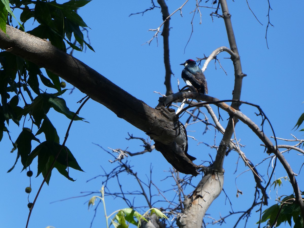 Acorn Woodpecker - ML656856836
