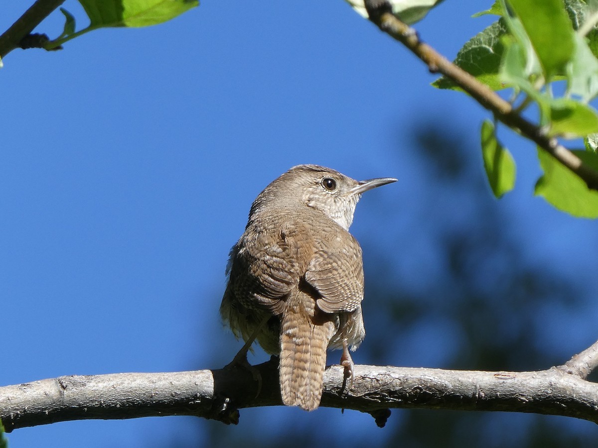 Northern House Wren - ML656856843