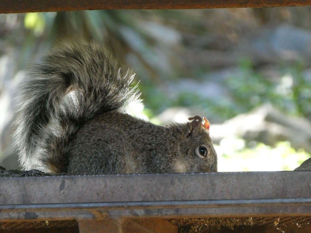 Squirrels - ML656856891