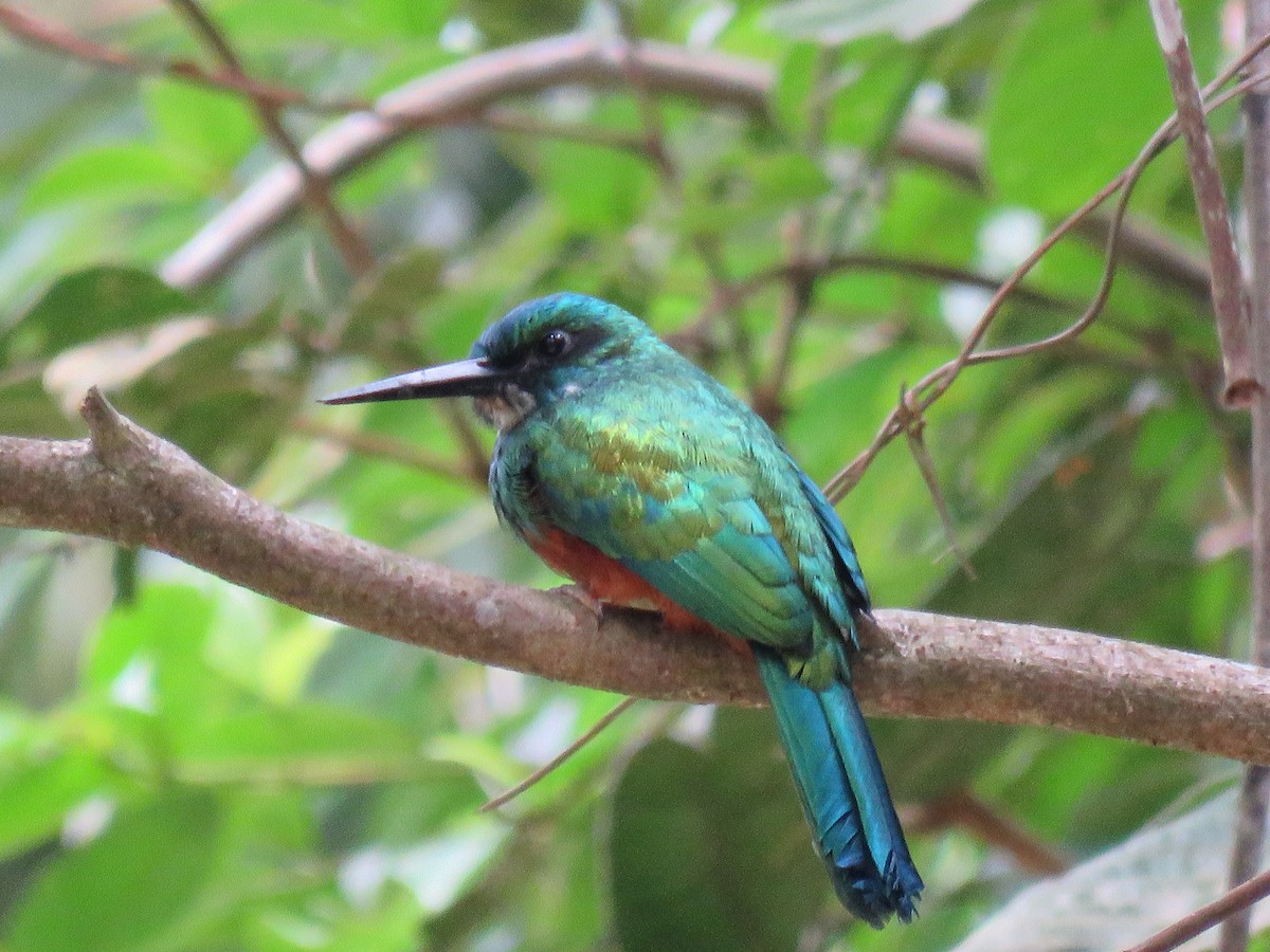 Green-tailed Jacamar - Jack Noordhuizen