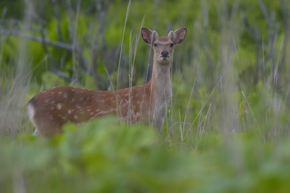 Animals - ML656856933