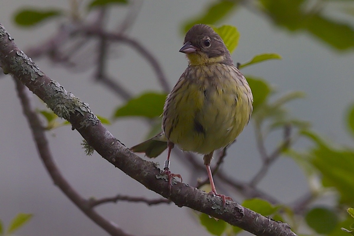 Masked Bunting - ML656856947