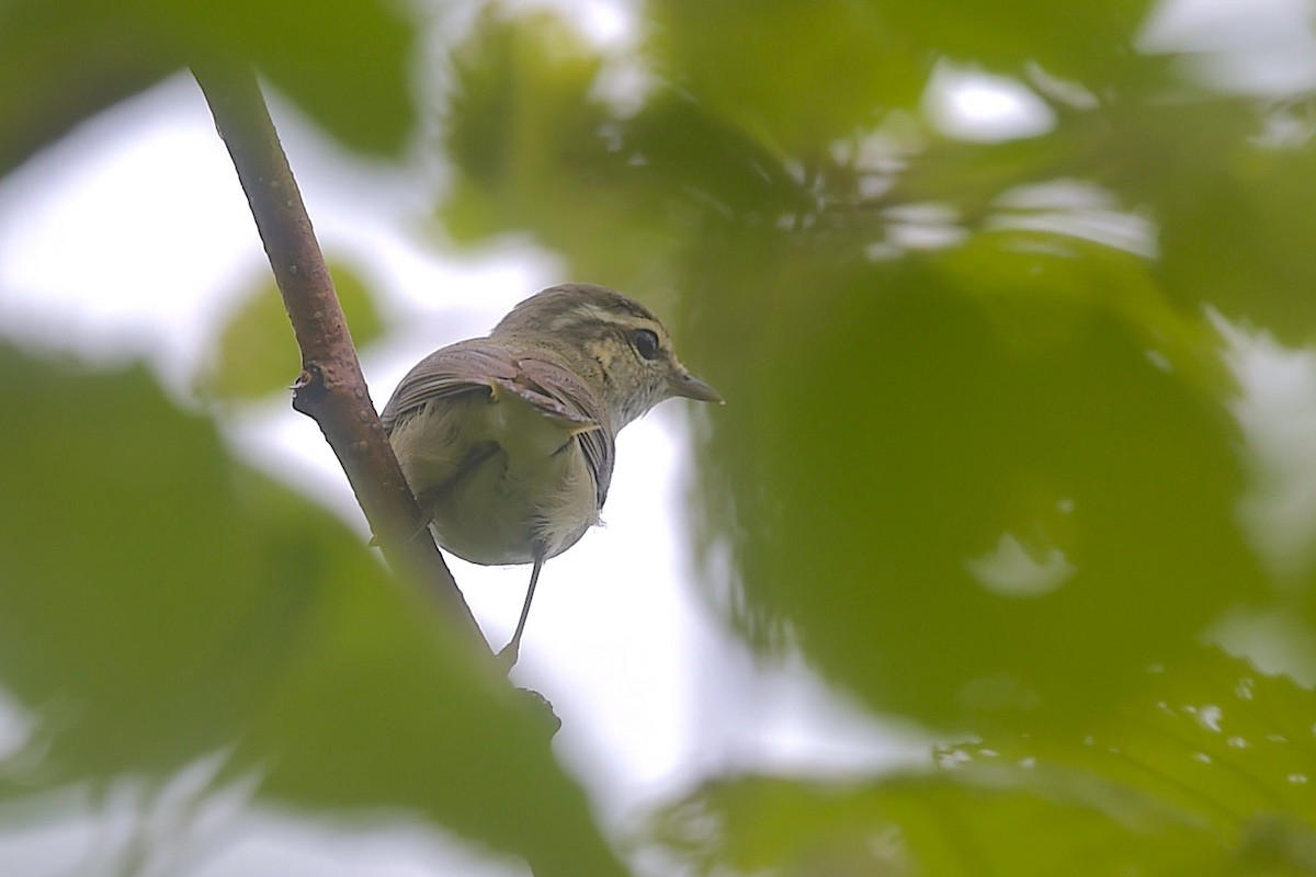 Sakhalin Leaf Warbler - ML656857003