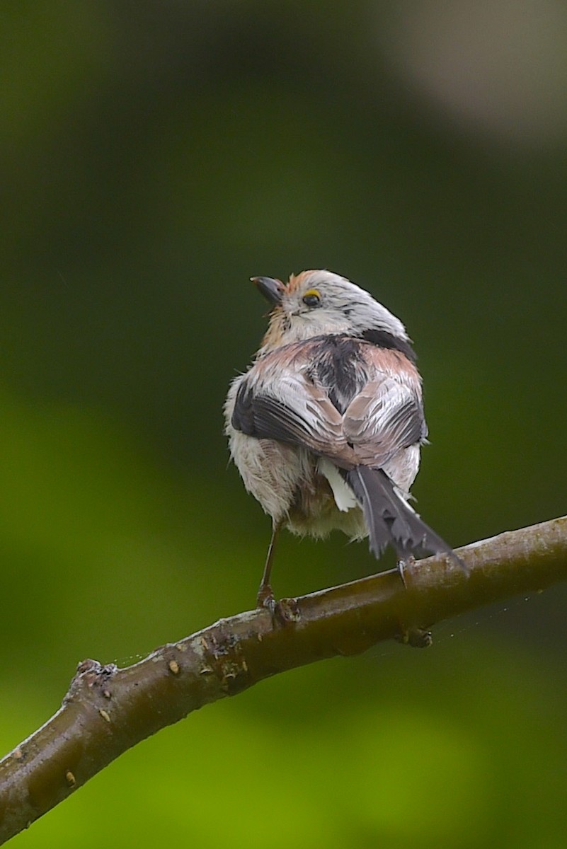 Long-tailed Tit (caudatus) - ML656857004