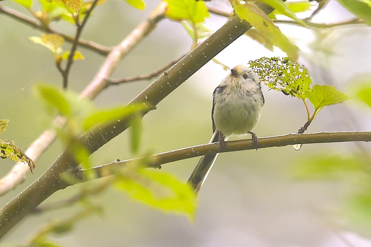 Long-tailed Tit (caudatus) - ML656857005