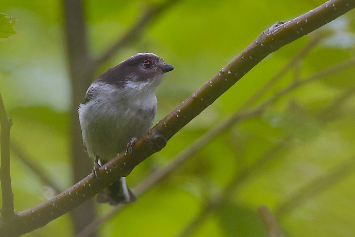 Long-tailed Tit (caudatus) - ML656857006