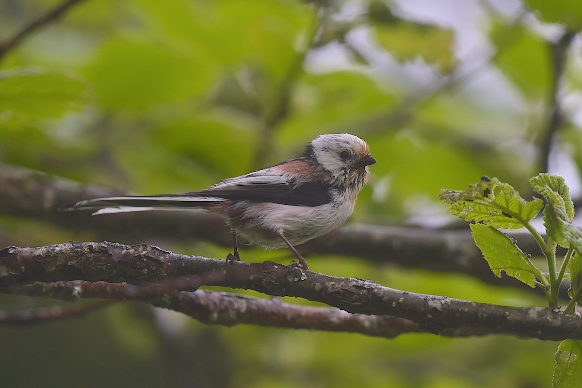 Long-tailed Tit (caudatus) - ML656857007