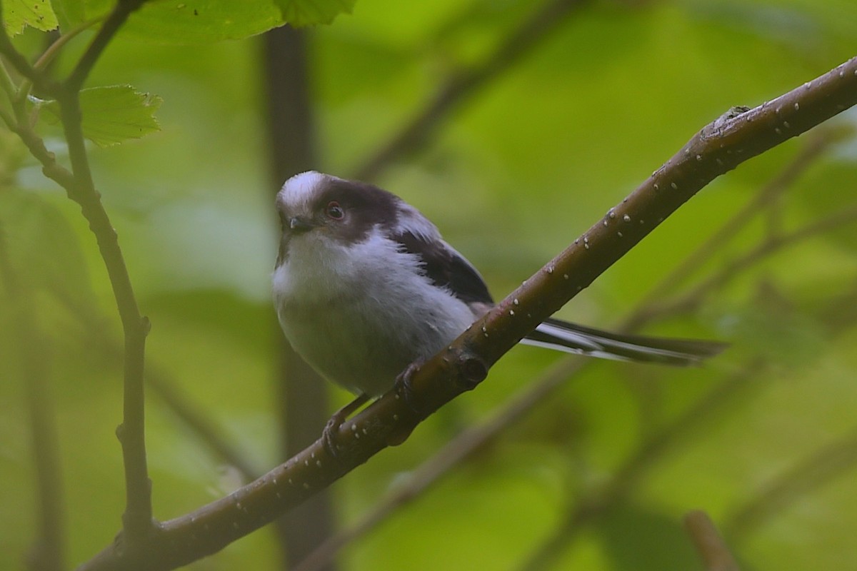 Long-tailed Tit (caudatus) - ML656857008