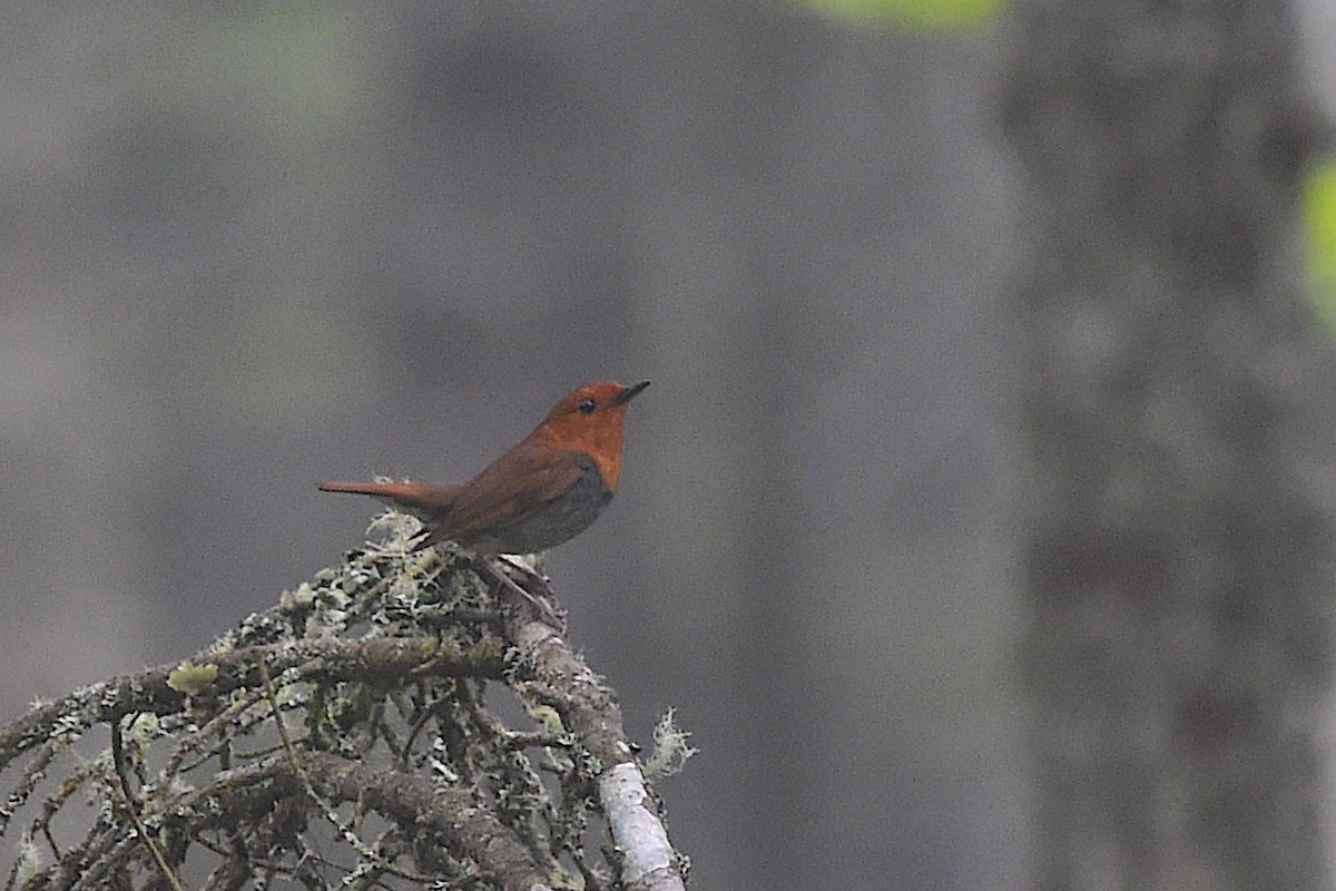 Japanese Robin - ML656857010