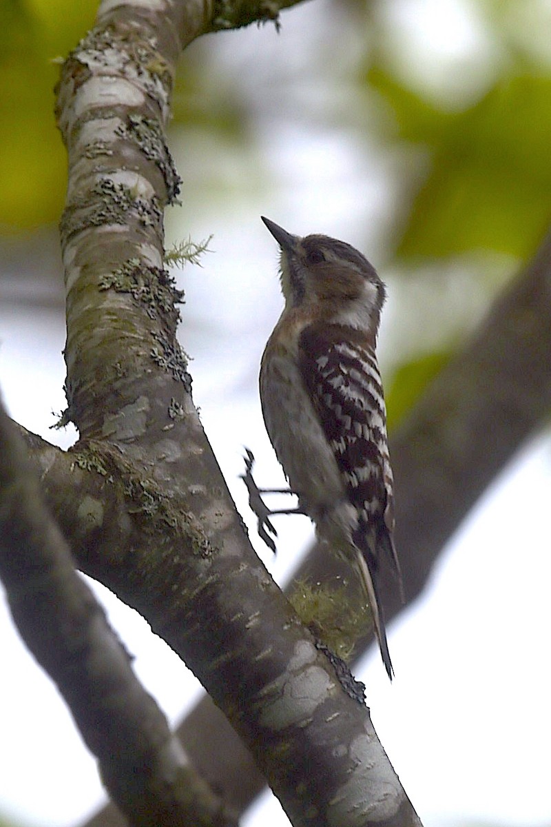 Japanese Pygmy Woodpecker - ML656857151